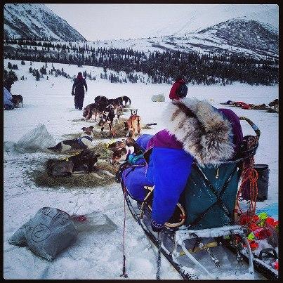 iditarod-2013 Michel Phillips gives her team a solid rest in Rainy Pass. (Credit Emily Schwing / KUAC)