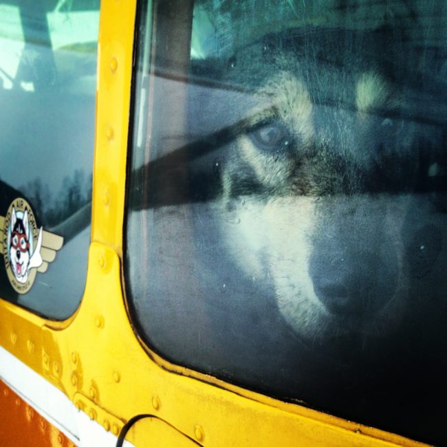 plane-dog Iditarod dogs are flown out of checkpoints if and when mushers drop them. Credit Emily Schwing / KUAC
