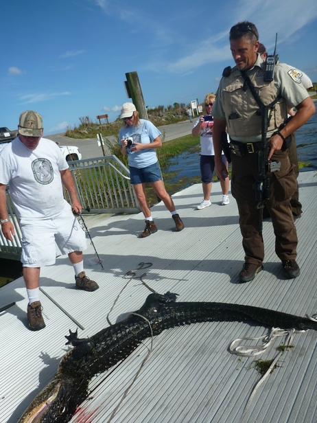 A Fish and Wildlife Service team caught and killed an alligator after the animal attacked a 6-year-old boy Friday. The boy survived with only incidental wounds. U.S. Fish and Wildlife Service A Fish and Wildlife Service team caught and killed an alligator after the animal attacked a 6-year-old boy Friday. The boy survived with only incidental wounds. U.S. Fish and Wildlife Service
