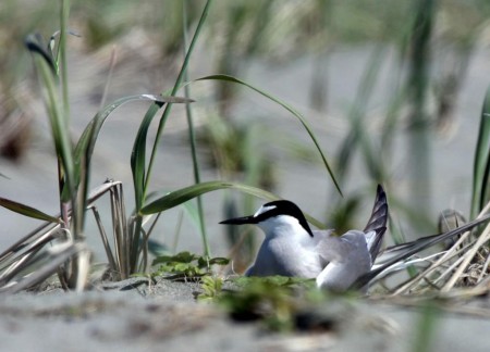 Yakutat Tern Festival - compressed - from website