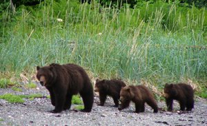 aukerecbears2