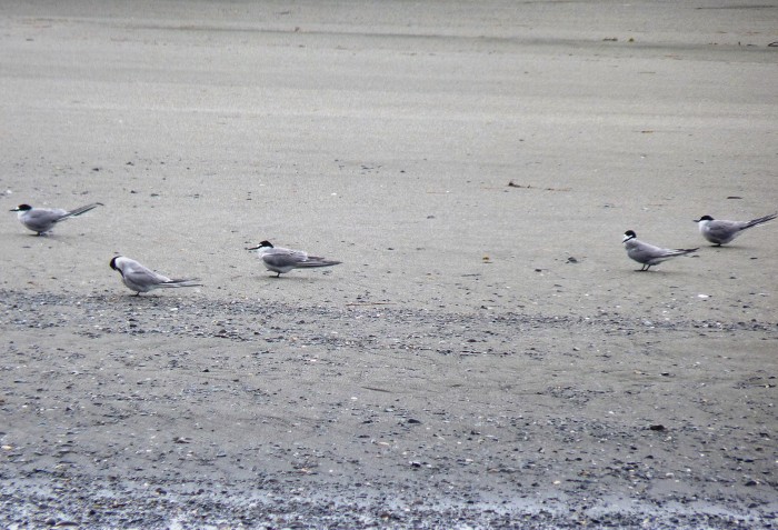 6-1-13 Five Aleutian terns sit on a protected beach on Yakutat's Blach Sand Spit during the YTF.