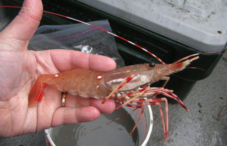 Spot shrimp Spot shrimp.