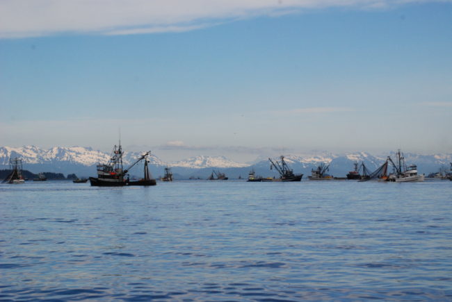 Amalga Harbor seine fishery
