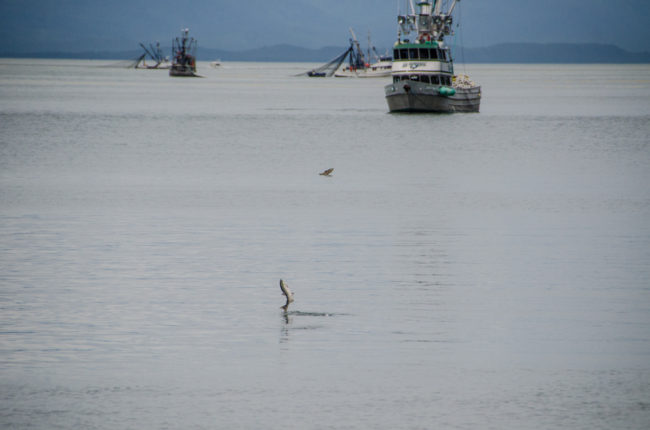 Salmon were jumping out of the water in Amalga Harbor.