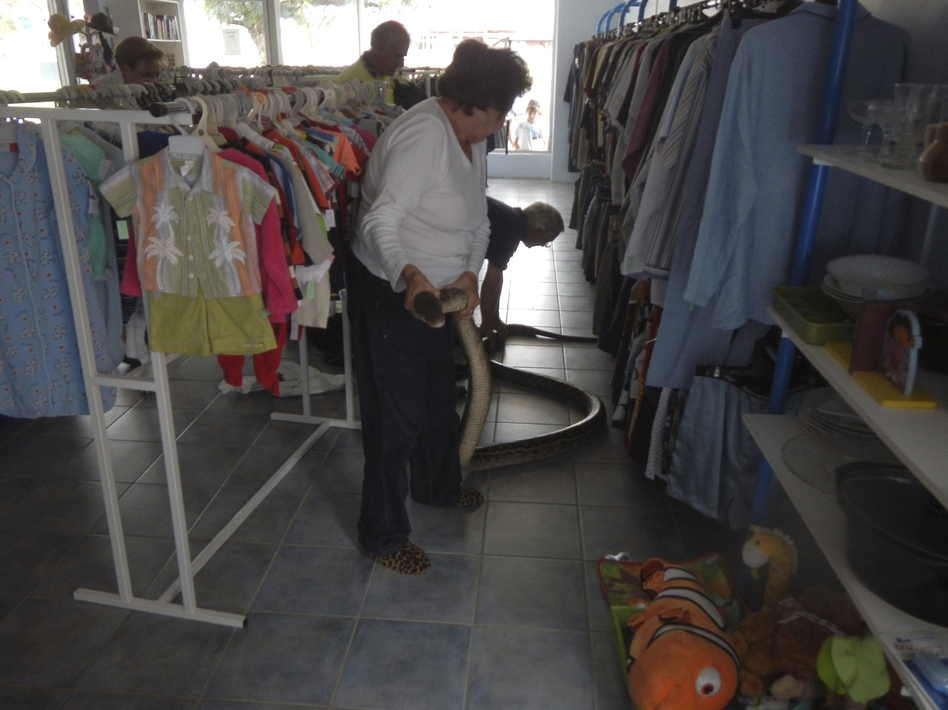 Employees hold a huge python caught in an Australian charity store. Police initially thought a burglar had fallen through the roof and made a mess. Queensland Police/AP Employees hold a huge python caught in an Australian charity store. Police initially thought a burglar had fallen through the roof and made a mess. Queensland Police/AP