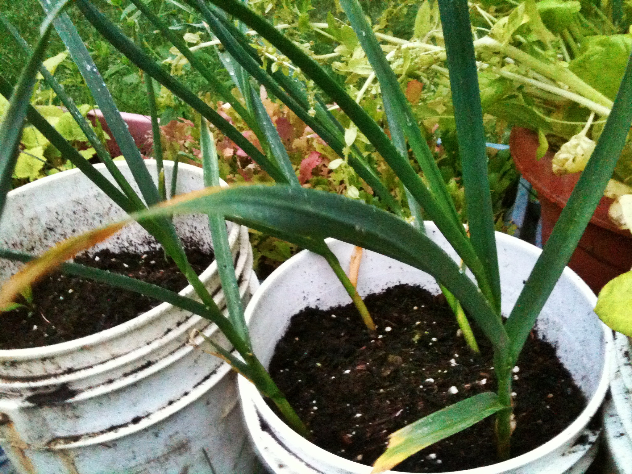 garlic072512 Garlic