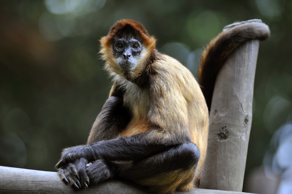 A spider monkey sits inside its cage last month at the Simon Bolivar Zoo, which recently celebrated its 97th anniversary, in San Jose, Costa Rica. Hector Retamal/AFP/Getty Images A spider monkey sits inside its cage last month at the Simon Bolivar Zoo, which recently celebrated its 97th anniversary, in San Jose, Costa Rica. Hector Retamal/AFP/Getty Images