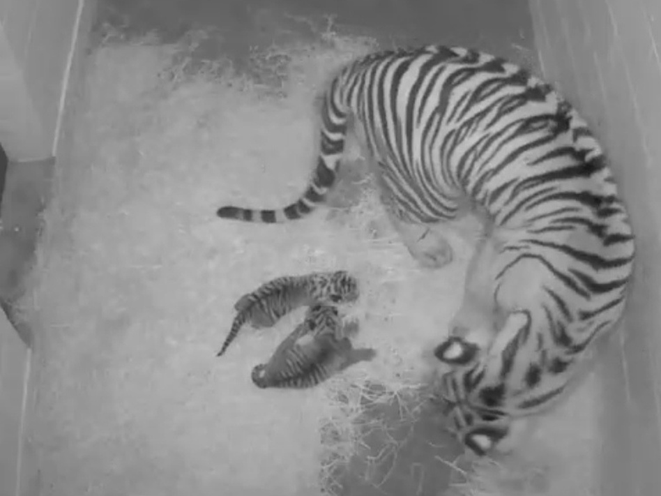 A Tigercubcam view of the new cubs, born at the Smithsonian's National Zoo on Monday. Smithsonian's National Zoo A Tigercubcam view of the new cubs, born at the Smithsonian's National Zoo on Monday. Smithsonian's National Zoo