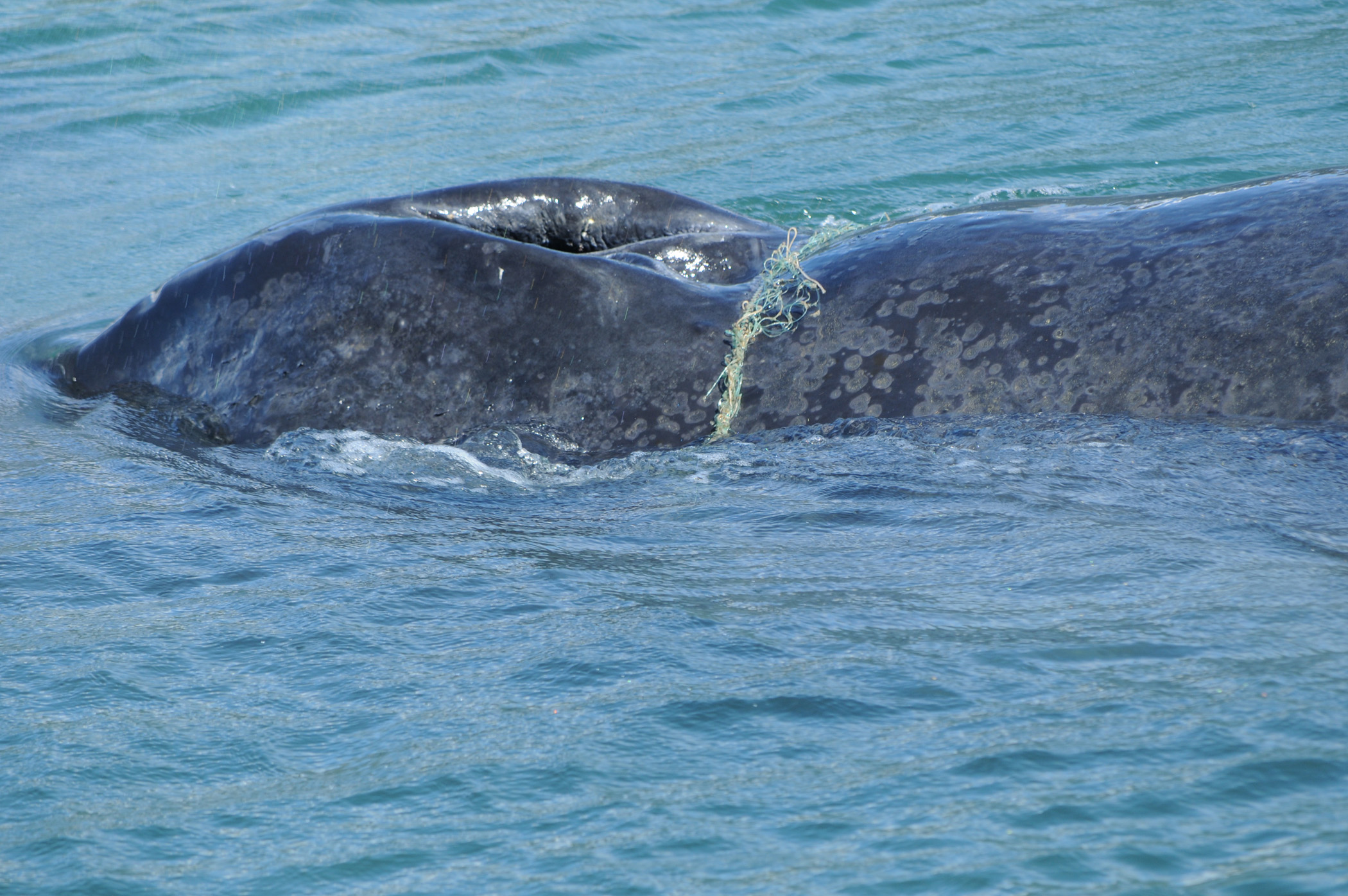 EntangledHumpback
