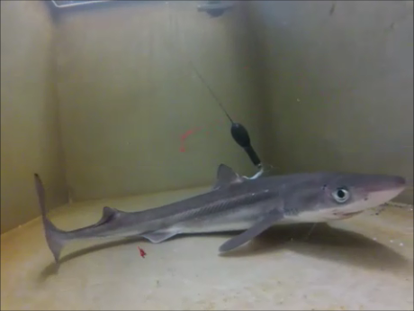 dogfish_tagged7 A tagged spiny dogfish