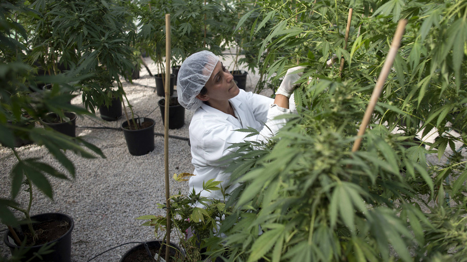 A new free market for medical marijuana in Canada will replace small growers with large-scale indoor farms, such as this one in Israel, seen in a photo from last year. Menahem Kahana/AFP/Getty Images A new free market for medical marijuana in Canada will replace small growers with large-scale indoor farms, such as this one in Israel, seen in a photo from last year. Menahem Kahana/AFP/Getty Images