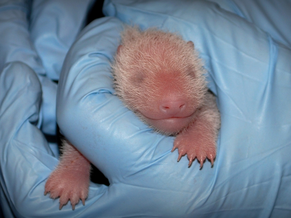 The Smithsonian National Zoo's newest giant panda on Aug. 25, two days after her birth. National Zoo/UPI/Landov The Smithsonian National Zoo's newest giant panda on Aug. 25, two days after her birth. National Zoo/UPI/Landov