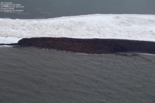 (Click to enlarge) Thousands of walruses haul out on a barrier island beach near Point Lay in the Chukchi Sea. (Credit: NOAA) Thousands of walruses haul out on a barrier island beach near Point Lay in the Chukchi Sea. (Credit: NOAA)