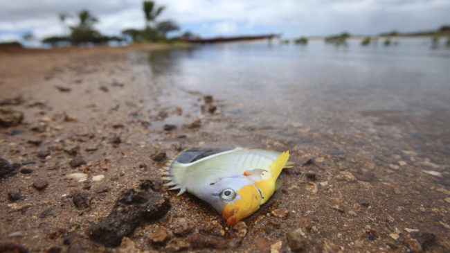 One of the fish thought to have died because of the molasses spill off Honolulu. Hugh Gentry /Reuters/Landov One of the fish thought to have died because of the molasses spill off Honolulu. Hugh Gentry /Reuters/Landov