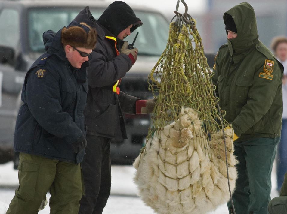 polar bear A tranqualized sub-adult polar bear is in a net in 2007 in Churchill, Manitoba, known as the "polar bear capital of the world." Paul J. Richards/AFP/Getty Images