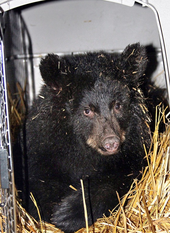 Seward cub102513_1350PM