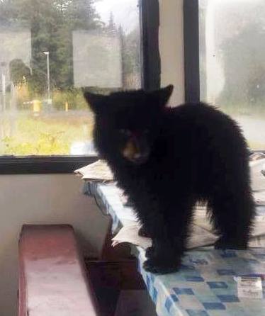 bear-smokey Smokey, an orphaned black bear cub, has gone viral on Facebook. Sitka’s Fortress of the Bear has offered to house the animal. (Photo courtesy Angels for Animals Network Facebook page.)