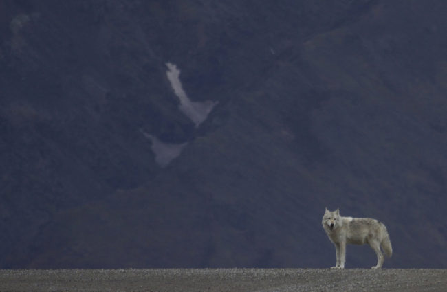 Alaska wolf Alaska Wolf