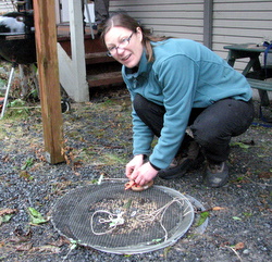 GWEN_BALUSS_250 Baluss collapses the trap after a neighborhood cat scares away all the birds. (KCAW photo/Robert Woolsey)