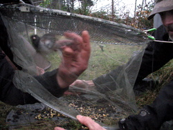 Hand_in_trap_250 Don’t try this at home. Baluss has a license from the USGS Bird Banding Lab to trap songbirds. (KCAW photo/Robert Woolsey)