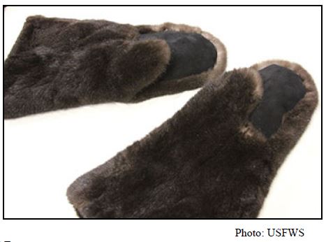 Otter-Gloves Gloves—made from a sea otter pelt that has been cut into pieces and sewn. USFWS considers this an example of significantly altered.