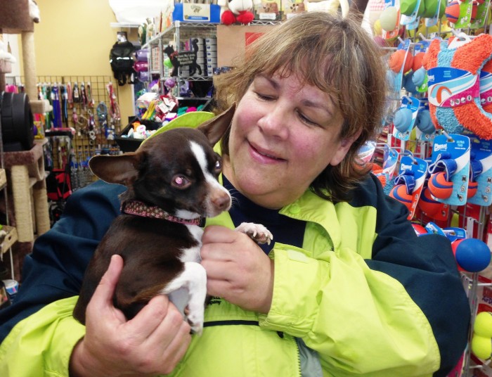 11-20-13 Ketchikan Humane Society Board President Gretchen Moore with Winslow the purebred chiwawa.