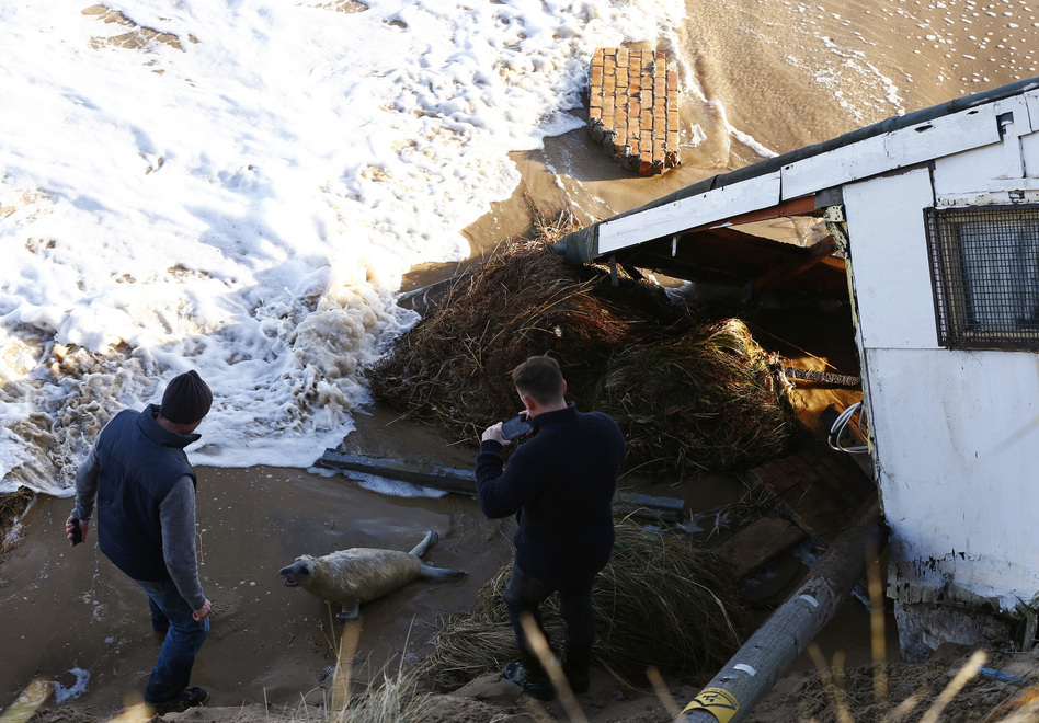 Men take pictures as they try to move a seal pup away from a house, which has fallen into the sea, during a storm surge in Hemsby, eastern England, on Dec. 6. Darren Staples /Reuters/Landov Men take pictures as they try to move a seal pup away from a house, which has fallen into the sea, during a storm surge in Hemsby, eastern England, on Dec. 6. Darren Staples /Reuters/Landov