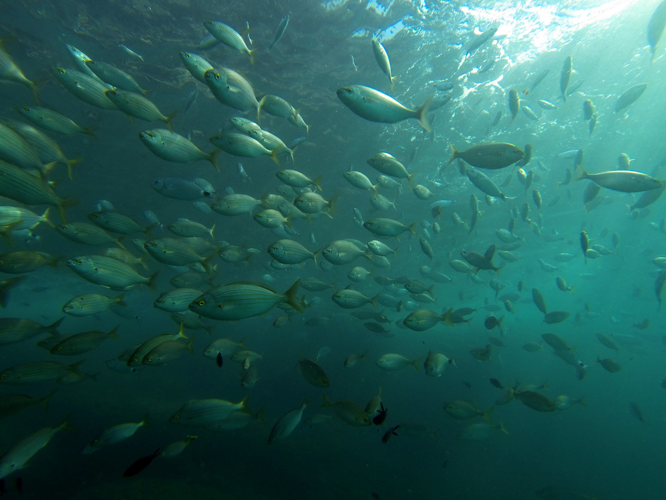 Scientists published the first global survey of the known undersea freshwater reserves. Water is relatively cheap now, but the reserves could be valuable if it becomes scarcer in the future. Olivier Morin/AFP/Getty Images Scientists published the first global survey of the known undersea freshwater reserves. Water is relatively cheap now, but the reserves could be valuable if it becomes scarcer in the future. Olivier Morin/AFP/Getty Images