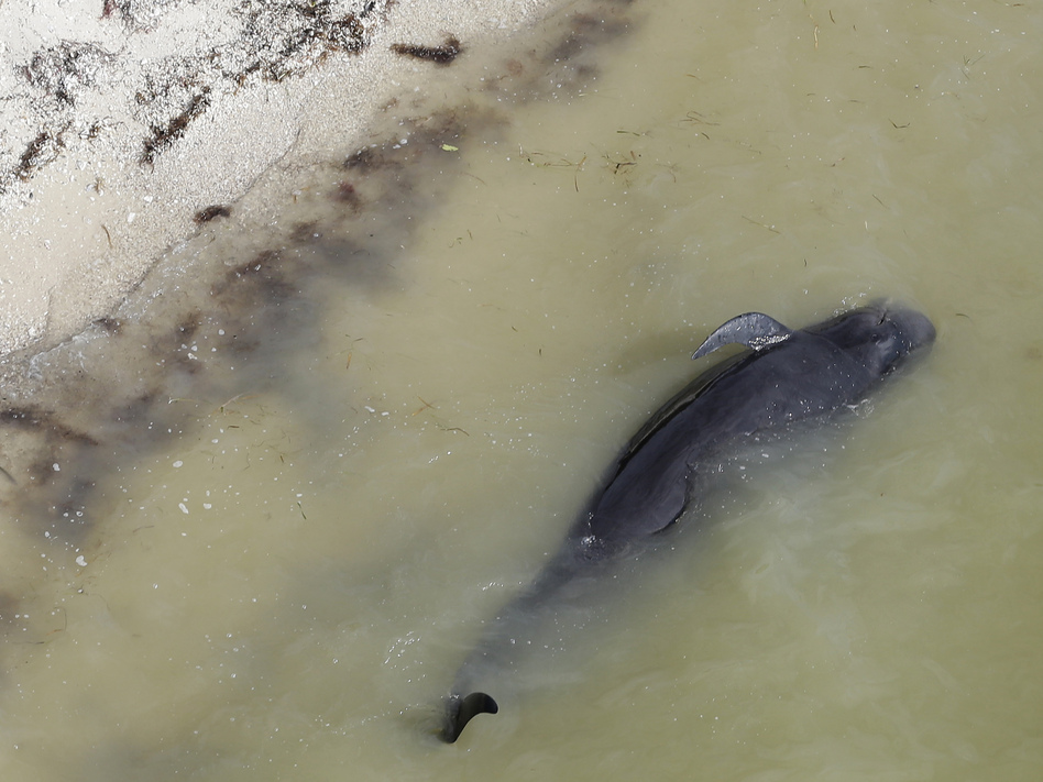 A dead pilot whale lies near the beach in a remote area of Florida's Everglades National Park, on Wednesday. Lynne Sladky/AP A dead pilot whale lies near the beach in a remote area of Florida's Everglades National Park, on Wednesday. Lynne Sladky/AP