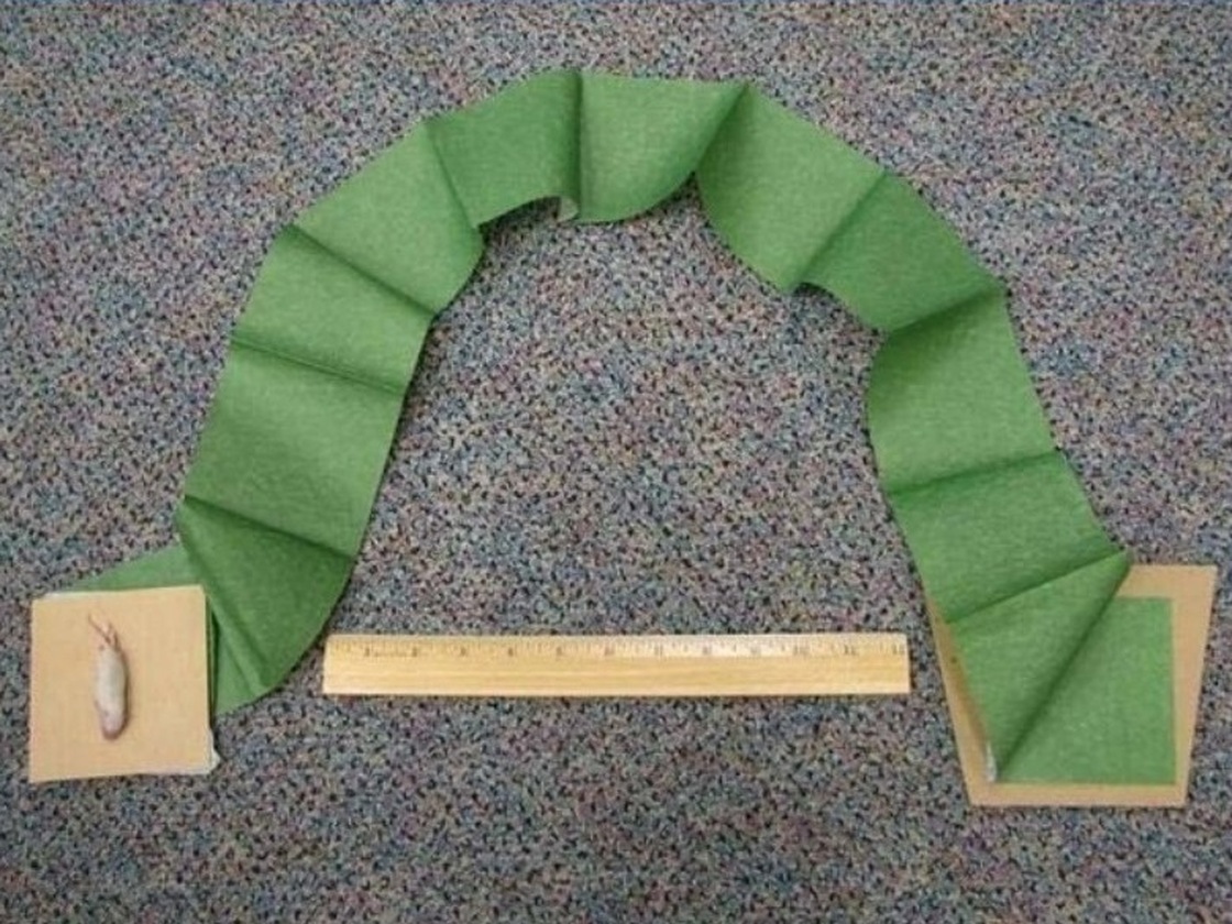 deadmouse032way The dead mouse, left, is laced with acetaminophen, and attached to a piece of cardboard that in turn is attached to a streamer. Then it's all tossed into the branches where brown tree snakes live. Image from a U.S. Dept. of Agriculture report