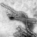 H7N9