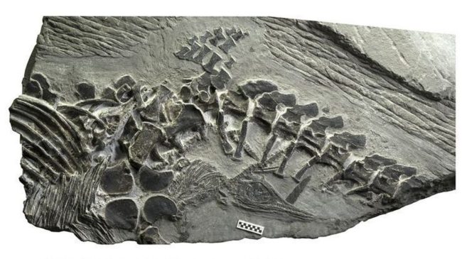Fossil of Chaohusaurus reveals a baby inside its mother (orange) and another stuck in her pelvis (yellow). Ryosuke Motani/UC-Davis