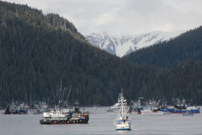 Seiners in Starrigavan Bay during the first opening of Sitka’s 2014 sac roe herring fishery. (Photo by Rachel Waldholz/KCAW)