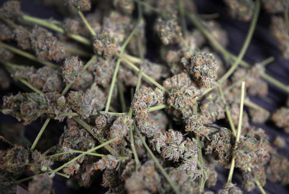 Marijuana is stored in bins for trimming and packaging in preparation to be sold retail at 3D Cannabis Center, in Denver. Brennan Linsley/AP