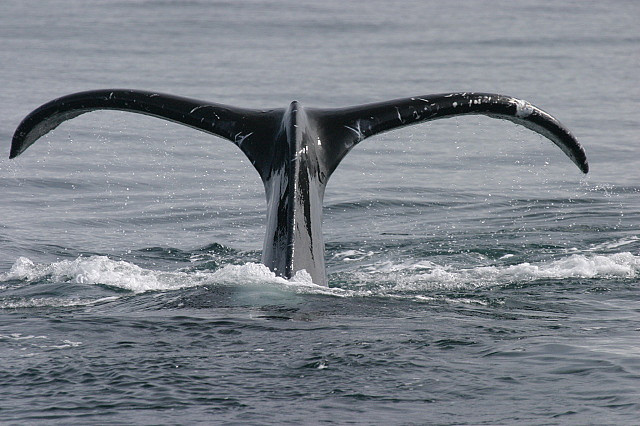 A humpback prepares to dive in lower Cook Inlet. The state wants to take the whales off the Endangered Species List. (Photo by DeWaine Tollefsrud/some rights reserved by zodama2003)