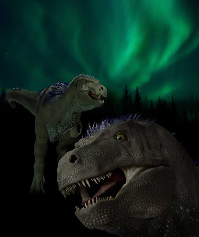 An artist’s rendition of the top dinosaur discovered on Alaska’s North Slope, Nannuqsaurus hoglundi. (Artwork by Karen Carr)