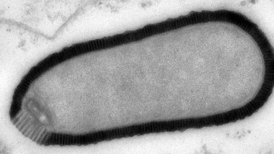 This electron microscope image provided by researchers shows a section of a Pithovirus particle, dark outline, inside an infected Acanthamoeba castellanii cell. Julia Bartoli, Chantal Abergel/AP