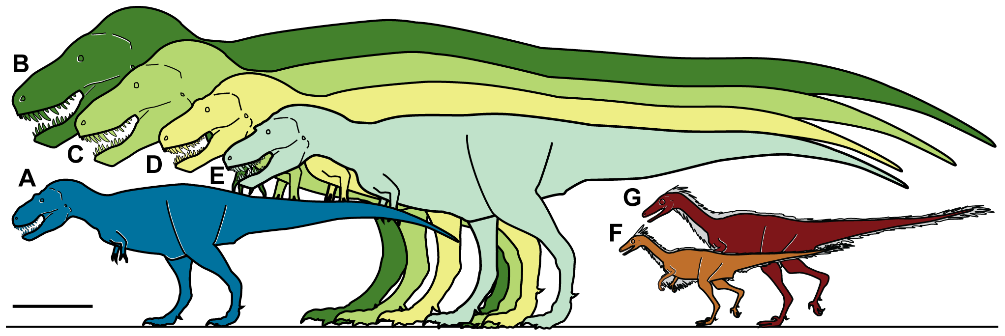 Nanuqsaurus hoglundi (A) as compared to T. Rex (B and C) and other species. The scale bar equals 1 meter. (Courtesy PLoS.)