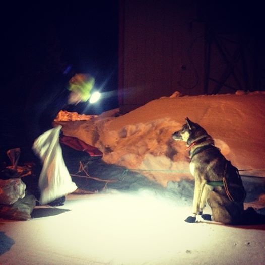 Jeff Kings feeds his dogs after their run into Nulato. Some teams stayed long in the sleepy village, while others pushed on down the trial. (Photo by Emily Schwing/KUAC)