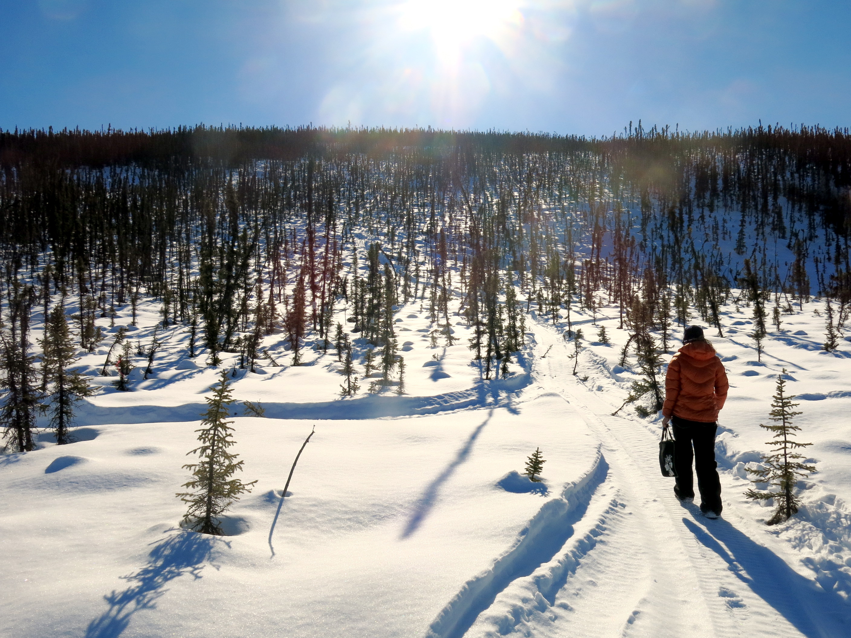 Ecologist Jesse Young walks to a north-facing hillside north of Fairbanks where she studies trees’s reactions to the changing seasons. Ecologist Jesse Young walks to a north-facing hillside north of Fairbanks where she studies trees’s reactions to the changing seasons. (Photo by Ned Rozell)