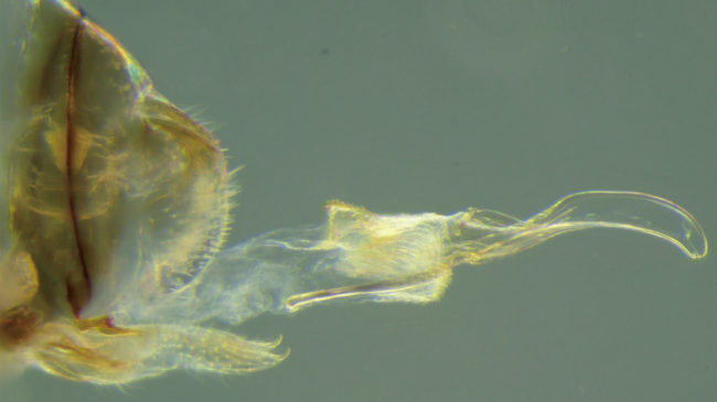 Made for a tight grip: The female penis of an insect species newly discovered in Brazil has spines on it. Courtesy of Current Biology, Yoshizawa et al.
