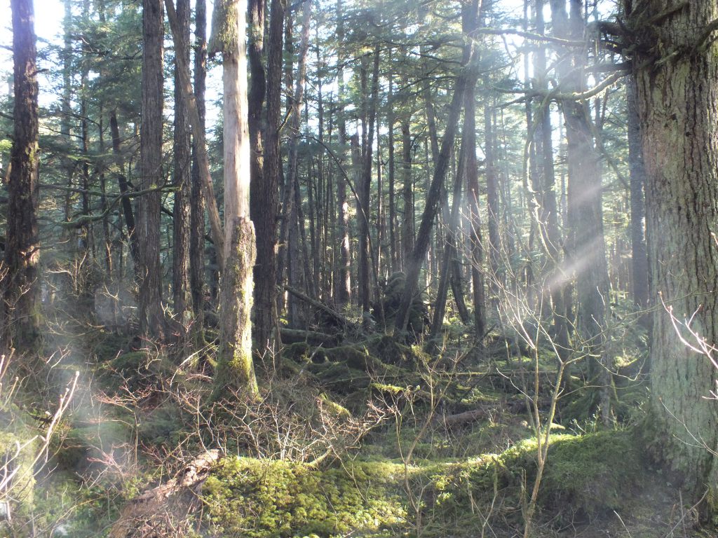 Pederson Hill woods