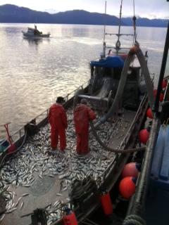 Herring surveys in the Seymour Canal. (Photo courtesy KFSK)
