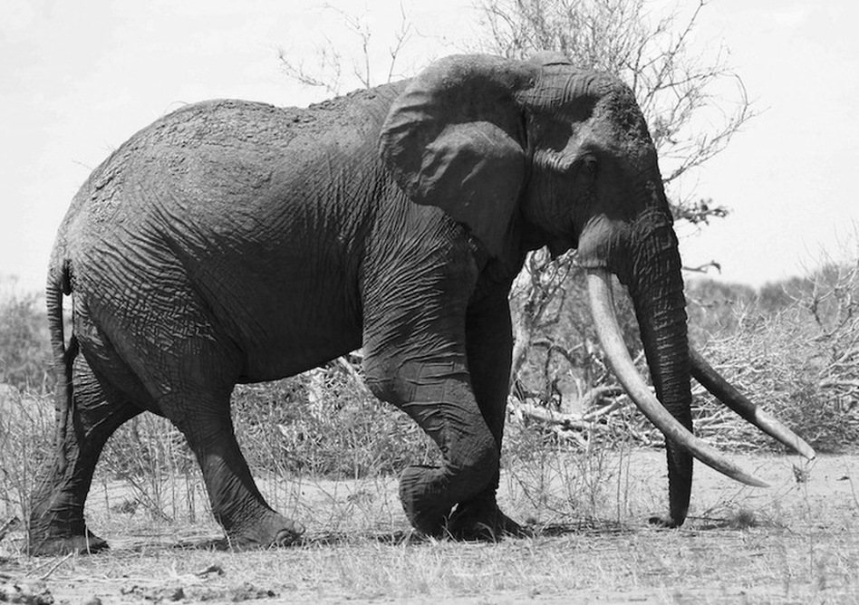 One Of Kenya's Legendary 'Tuskers' Is Killed By Poachers