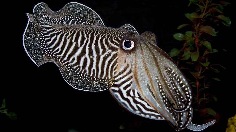 A cuttlefish gazes at a camera in the Smithsonian's National Zoo Invertebrate Exhibit. The exhibit, home to dozens of small aquatic and terrestrial species without backbones, closed Sunday. Meghan Murphy/Smithsonian's National Zoo