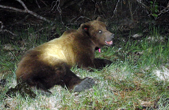 The young male brown bear shot by Wildlife Troopers on June 11, 2014 had been collared just a few weeks earlier. Here it recovers after being tranquilized and collared in Starrigavan Bay. (ADF&G photo/Phil Mooney)