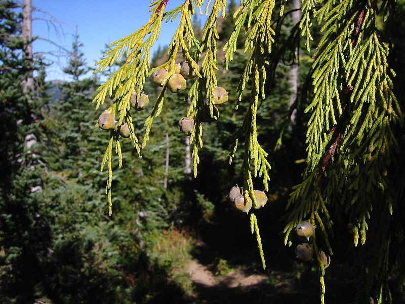 Yellow cedar cones and foliage. Also known as Calliptropsis nootkatensis. Behind are subalpine fir trees. (Creative Commons photo by Walter Siegmund)