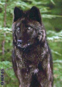 The Alexander Archipelago wolf. (Photo courtesy Alaska Department of Fish & Game)