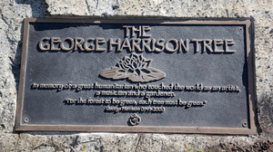 A tree planted in Los Angeles to honor former Beatle George Harrison grew to more than 12 feet tall before succumbing to a bark beetle infestation AP